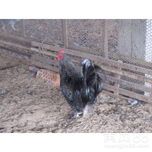 光禽的屠宰及生產工藝