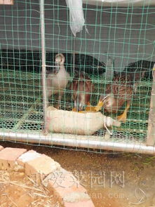 曬曬我的新家禽養(yǎng)殖樂園